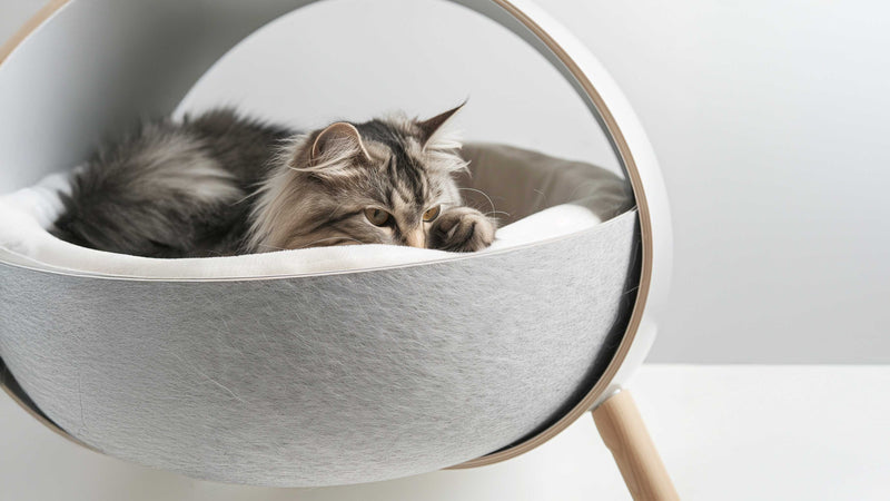 Fluffy long-haired tabby cat resting in a modern spherical pet bed