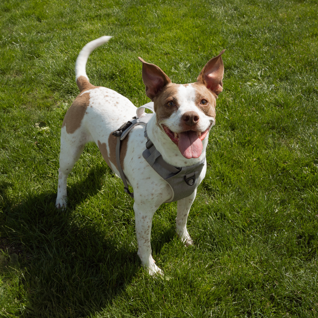 Magnetic Dog Harness No-Pull Design