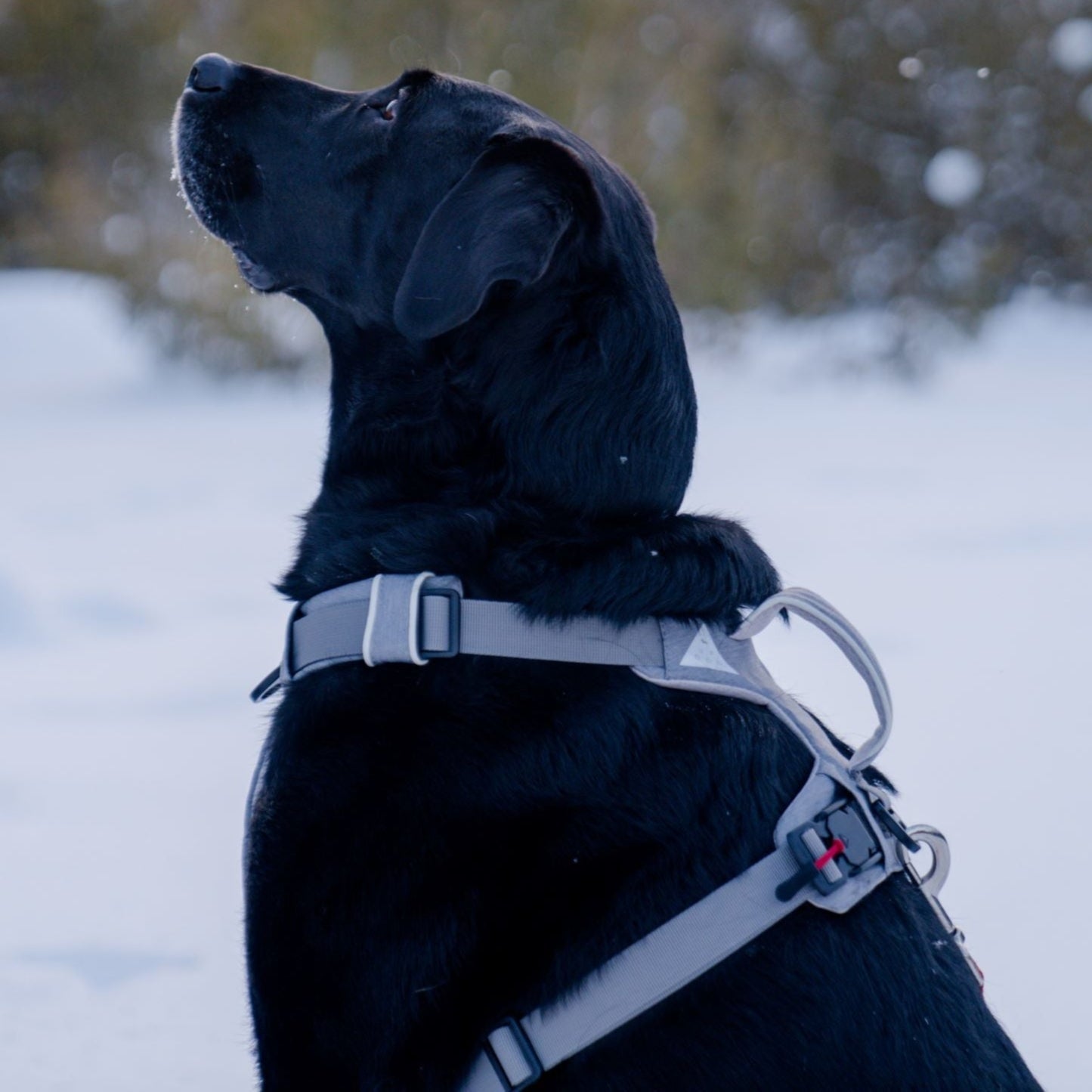 Magnetic Dog Harness No-Pull Design