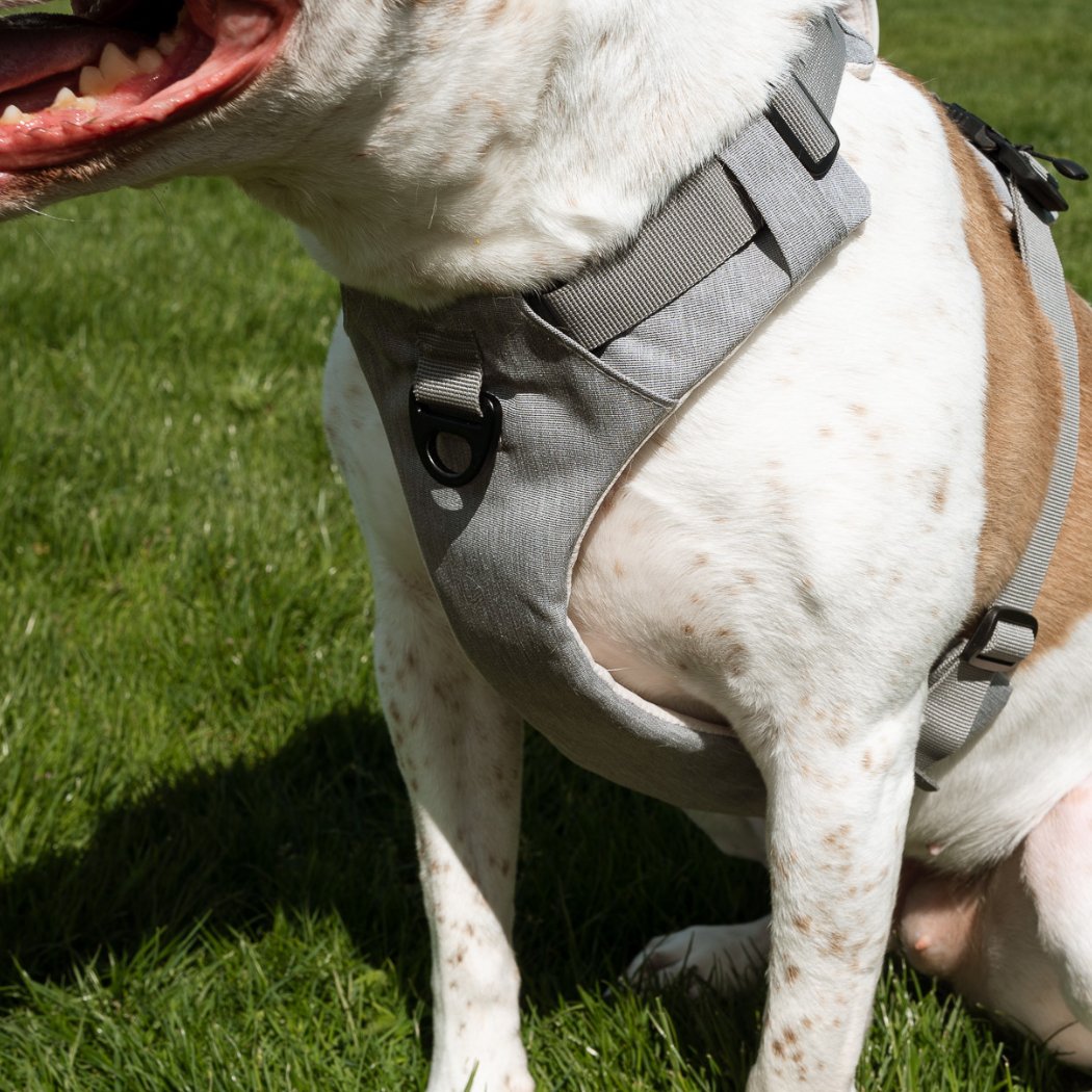 Magnetic Dog Harness No-Pull Design