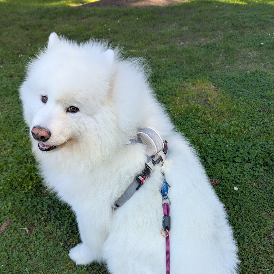 Magnetic Dog Harness No-Pull Design
