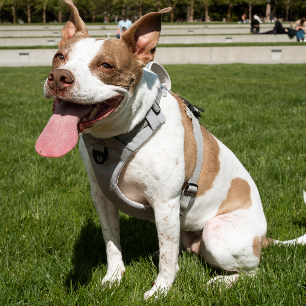 Magnetic Dog Harness No-Pull Design