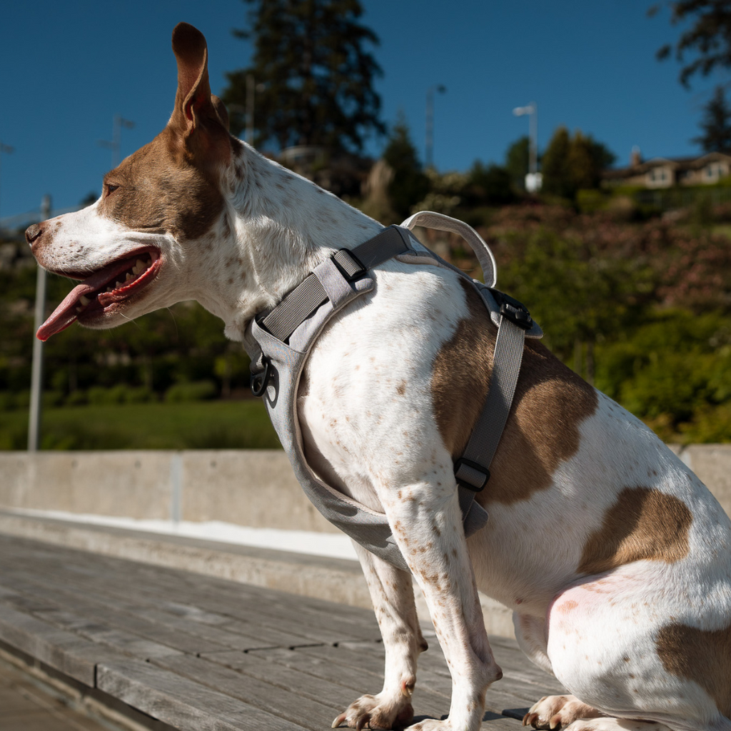 Magnetic Dog Harness No-Pull Design