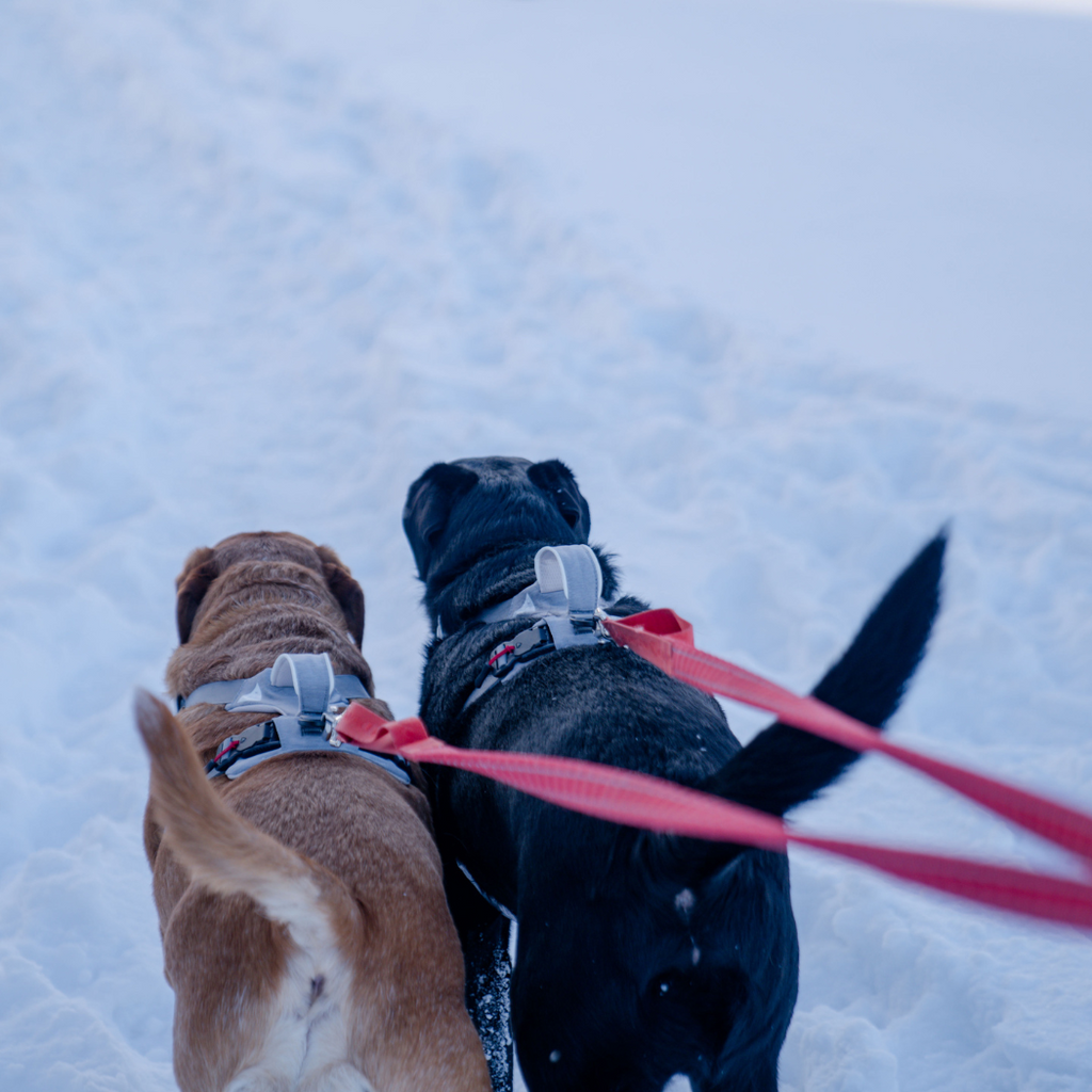 Magnetic Dog Harness No-Pull Design