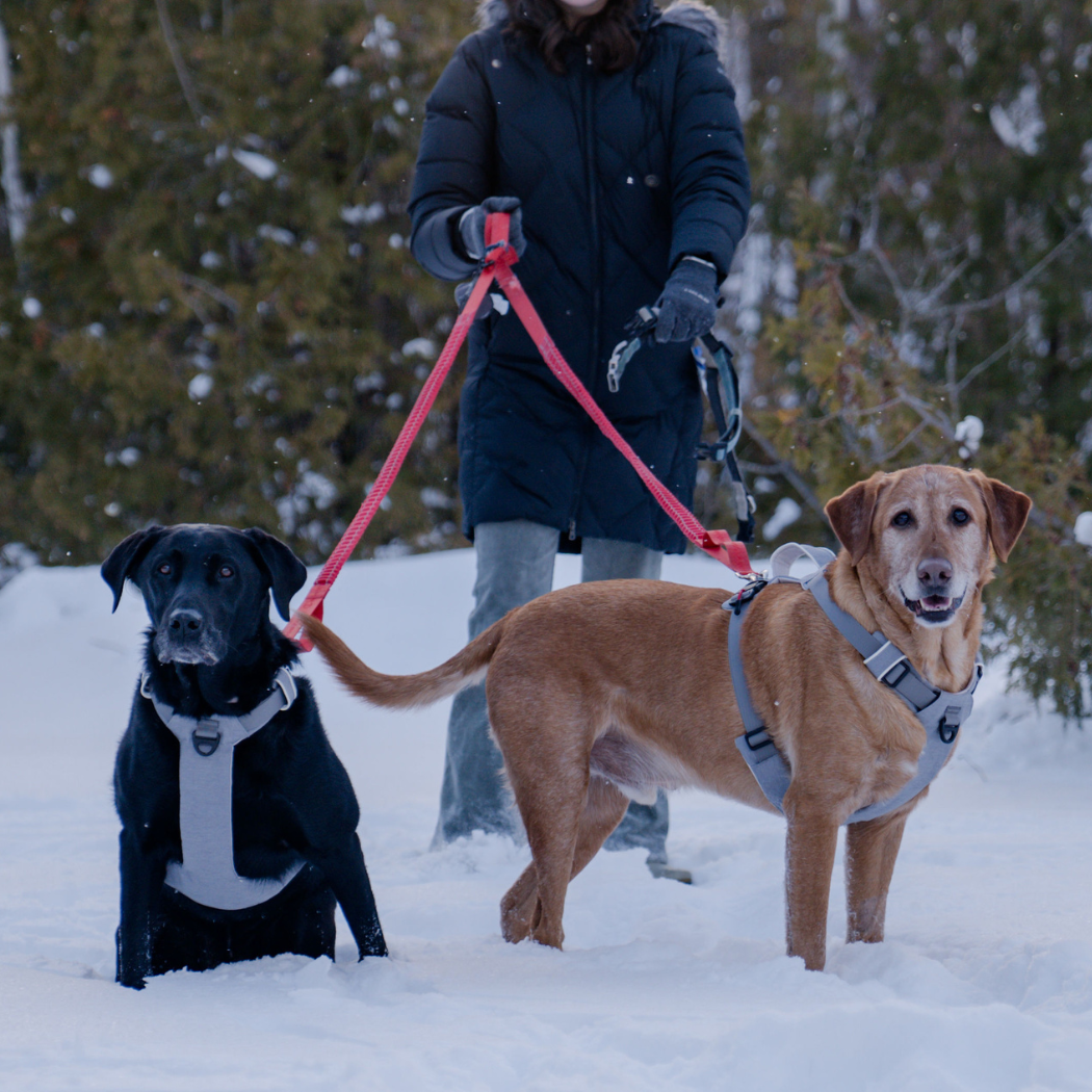 Magnetic Dog Harness No-Pull Design