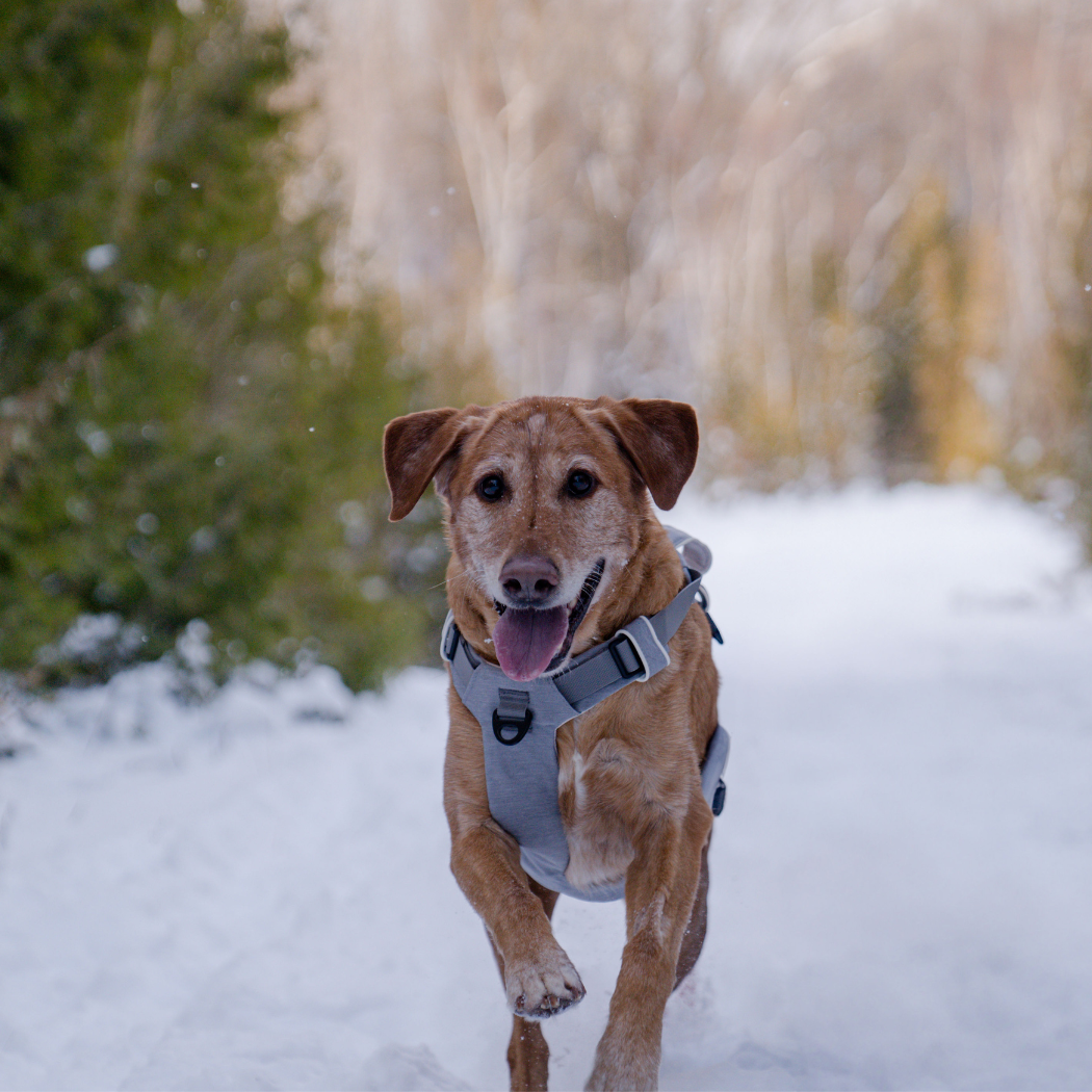 Magnetic Dog Harness No-Pull Design